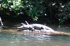 This crocodile was large enough that you wouldn't want to go for a swim with him.