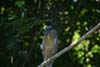 The Boat Billed Heron is an odd looking bird.