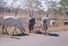 The Brahmas were just wandering down the road.