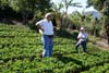 Matias and Santos told us about the coffee plant nursery, while tiny black gnats fed on us.