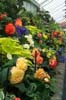 Begonias in the Botanical Garden