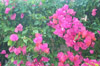 The bougainvilea is beautifull